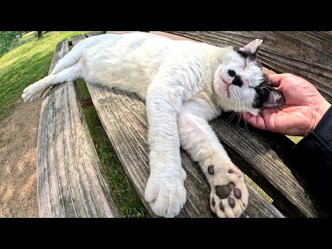 ブチ猫が黒い肉球を放り出してベンチでお昼寝する(YouTube)