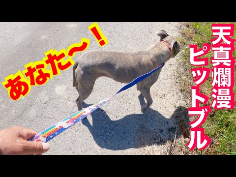 犬のしつけって何？　ピットブルぴーちゃんと散歩で語る(YouTube)