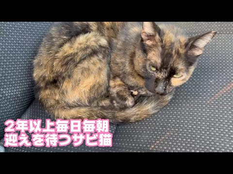 既に2年以上毎日毎朝お迎えを待つサビ猫様      2024 05 08 1(YouTube)