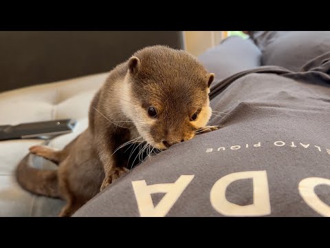 カワウソの可愛い行動や仕草をたくさん拝める動画 Video showing many cute behaviors and gestures of otters.(YouTube)