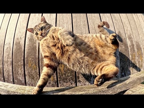 人懐っこいキジトラ猫が橋の上でお腹丸出しで寝転がっていた(YouTube)