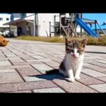 猫島の広場に行くと猫がたくさん集まっていて楽しい(YouTube)