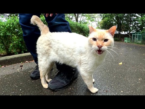 雨に濡れた薄茶シロ猫が人間の足にスリスリして体を乾かす(YouTube)