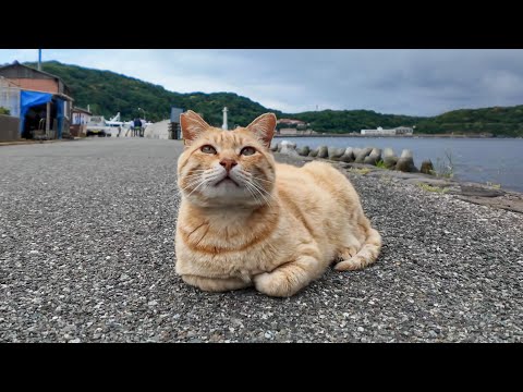 道路で寝ていた茶トラ猫ちゃん、撫でると膝の上に乗ってきた(YouTube)
