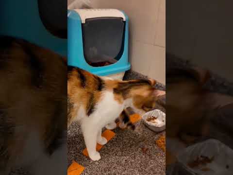 駅の片隅に猫の親子と猫ハウス(YouTube)