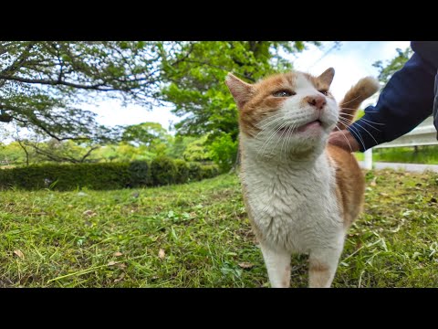 公園でよく喋る猫がモフられにきた(YouTube)
