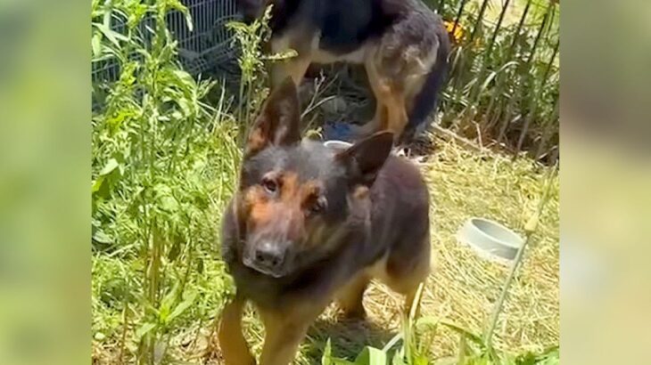 警察から1本の電話…飼い主の安否不明で『置き去りにされた犬』のレスキューが43万再生　感動的な展開に「おじいちゃんも安心してる」の声(ブログ)