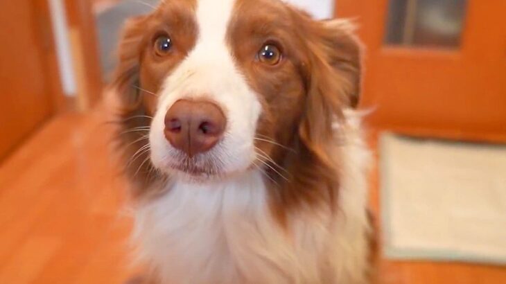 『世界で最も賢い犬種』に話しかけた結果…『一生懸命聞いてくれる姿』が48万再生「首傾げるの天使…」「理解してるの凄すぎる」賞賛の声(ブログ)