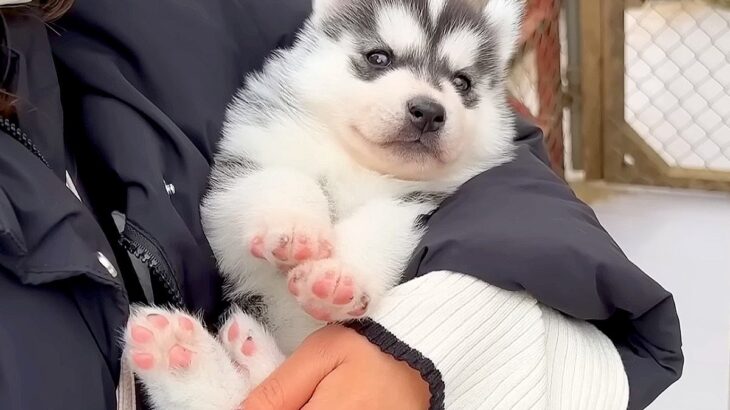 赤ちゃん犬と『2週間ぶり』に会ったら…『まさかの成長スピード』に驚きが隠せないと36万再生「コロコロ可愛すぎ」「もはや苦しい」と悶絶(ブログ)