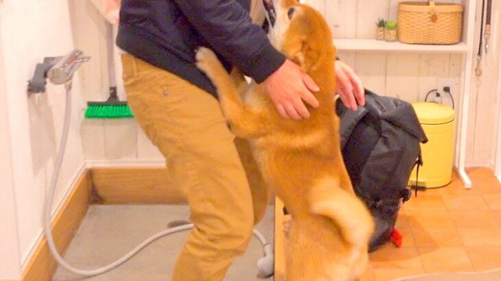 犬が『3日間パパがいない経験』をした結果…想定外な『異次元に喜ぶ様子』に感動「喜びが溢れすぎてる」「寂しかったよね」と108万再生(ブログ)