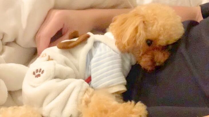 深夜1時、犬が『駄々をこねた』結果…まるで『人間の彼女』かのような光景が469万再生「会話成立してて草」「絶対前世カップル」と絶賛(ブログ)