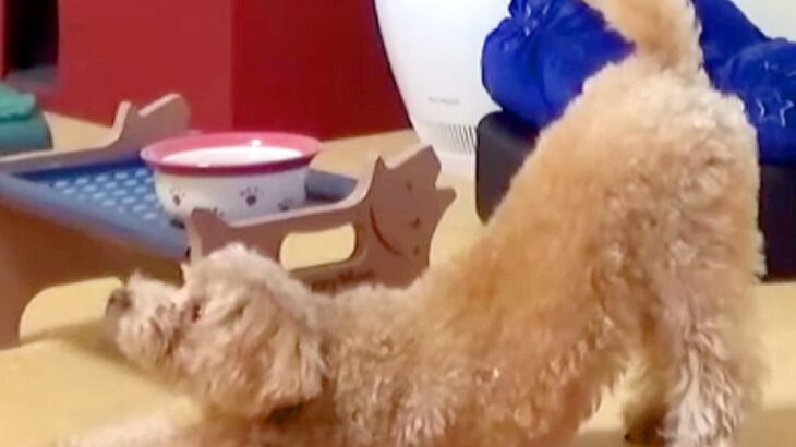 犬の留守番を隠し撮りしていたら…まさかの『豪快なおなら』が面白すぎると85万再生「休日のおっさんで草」「した後の雰囲気ジワるｗ」爆笑の声(ブログ)