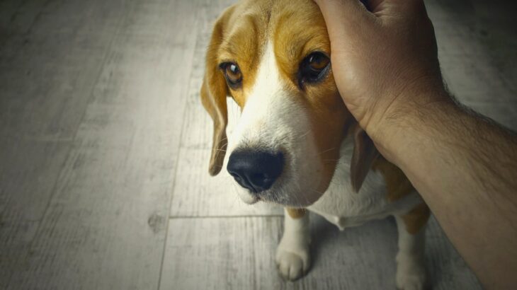 犬の『寿命』が縮む絶対NG行為5選　愛犬に健康で長生きしてもらうために見直すべきこととは？(ブログ)