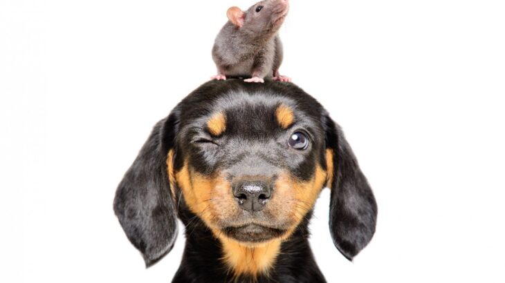 犬と相性が悪い『ペット』5選　一緒に飼ってはいけない理由や愛犬に与えるストレスまで(ブログ)