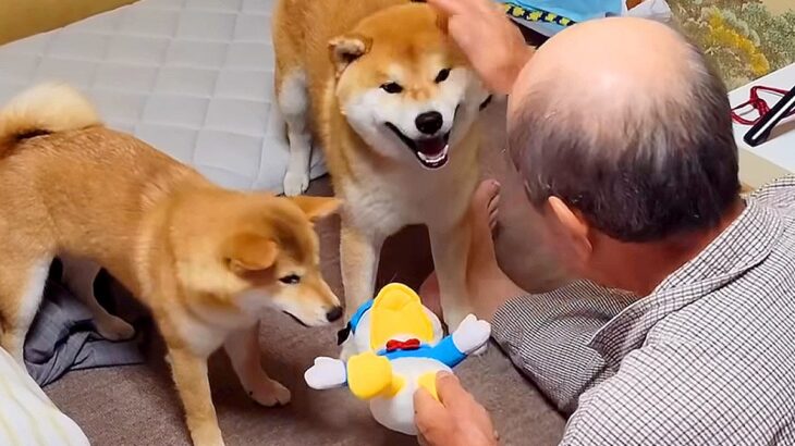 柴犬2匹と帰省した結果…おじいちゃんを『完全にダメにさせてしまう光景』が可愛すぎると63万再生「孫犬ｗ」「メロメロで草」と大絶賛(ブログ)