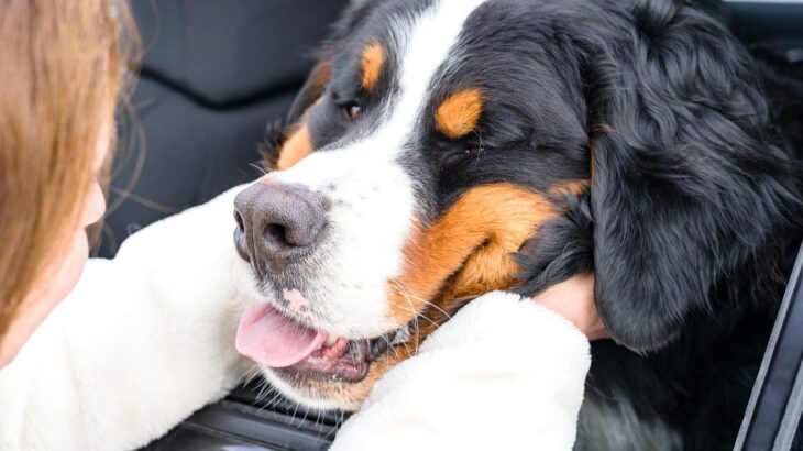 犬が『尊敬する飼い主』の特徴5つ　愛犬に慕ってもらうために普段からできることとは？(ブログ)