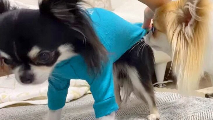 犬たちに『新しく届いたお洋服』を着せた結果…まさかの反応が3万5000再生「キレ方が可愛すぎるｗ」「隠れる姿に笑っちゃう」(ブログ)