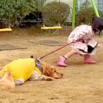 女の子が『絶対に公園から出たくない犬』を引っ張った結果…平和すぎる攻防戦の結末が66万再生「完全勝利で笑ったｗ」「両方かわいい」と話題(ブログ)