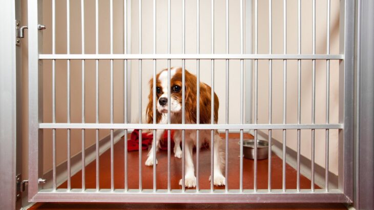 犬が『ペットホテルに預けられた時』に感じるストレス４選…リラックスさせる為にはどうしたらいいの？(ブログ)