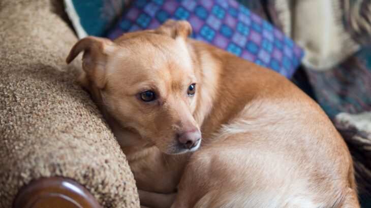 『不安な気持ちになりやすい犬』の特徴３選　心配性なワンコがよくする仕草や行動まで(ブログ)