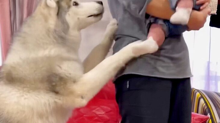 『家族が赤ちゃんをいじめてる』と勘違いしたハスキー犬…助けたい一心で取った『まさかの行動』が23万再生「遠慮がちで草」「可愛すぎるｗ」(ブログ)