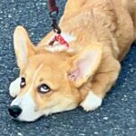 生後5ヵ月の子犬が『お散歩デビュー』した結果…まさかすぎる光景が126万表示「いやいや表情ｗ」「動かないという意思が伝わる」と絶賛(ブログ)
