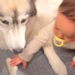 ハスキー犬が赤ちゃんに『大切なおやつを奪われた』結果…まさかの『緩すぎる攻防戦』が平和すぎると37万再生「良いコンビだね」と絶賛の声(ブログ)