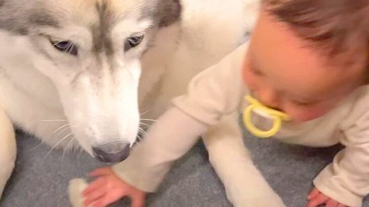 ハスキー犬が赤ちゃんに『大切なおやつを奪われた』結果…まさかの『緩すぎる攻防戦』が平和すぎると37万再生「良いコンビだね」と絶賛の声(ブログ)
