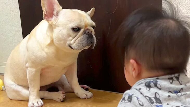 犬が『人間の赤ちゃん』に話しかけられた結果…なぜか困り果ててしまう姿に「なんとも言えない表情ｗ」「妹の進化に戸惑ってるのか」の声(ブログ)