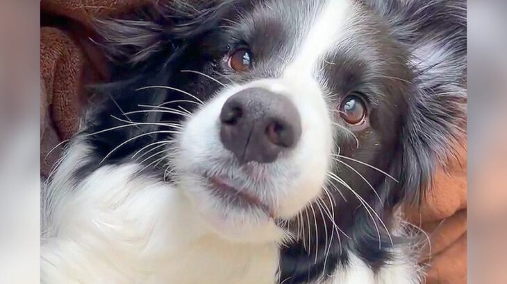 『信じられないよ…』犬の飼い主がこぼした『本音』に2万5000いいねの反響「アラサーだと…」「イケメンすぎる」可愛すぎると驚きの声も(ブログ)
