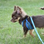 犬が苦痛に感じる『ハーネス』4選　愛犬を危険に晒している可能性も(ブログ)