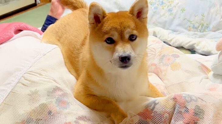 犬が『おばあちゃん大好きっ子』に育った結果…寝る直前まで『大暴れ』する様子が8万再生「声出して笑った」「良いコンビすぎる」と絶賛(ブログ)