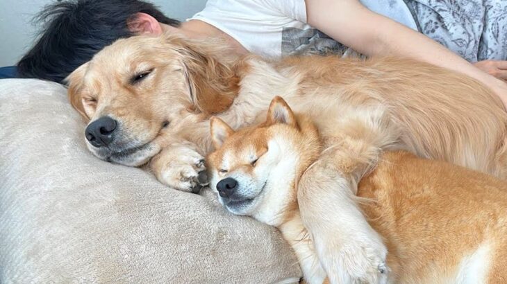 犬2匹が『パパを起こしに行った』結果…目的を完全に忘れてしまった姿が52万再生「一緒に二度寝決め込むの笑うｗ」「ほのぼのした」と絶賛(ブログ)