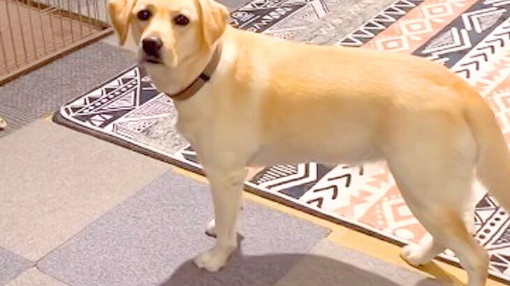 大型犬に『あるひとこと』を伝えた結果…言葉を理解しているとしか思えない『まさかの行動』が10万再生「可愛すぎ」「本当に従順」と絶賛(ブログ)