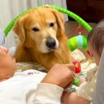 犬の前で『赤ちゃん』可愛がると…まさかの『明らかに不機嫌になる姿』が62万再生「可愛いストーカーｗ」「わかりやす過ぎて草」と絶賛の声(ブログ)