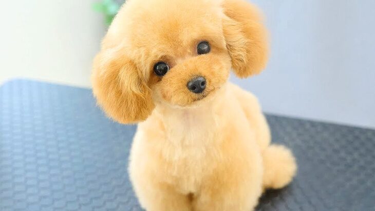 可愛すぎる子犬の『トリミング』に密着したら…完璧な『動くぬいぐるみ』になる様子が138万再生「こんなん反則だろ」「二頭身で悶絶」と絶賛(ブログ)