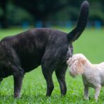 犬が『相手のおしりを嗅ぐこと』で得ている4つの情報とは？ 犬にとってのおしり嗅ぎは名刺交換のようなもの(ブログ)
