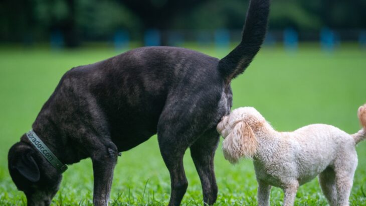 犬が『相手のおしりを嗅ぐこと』で得ている4つの情報とは？ 犬にとってのおしり嗅ぎは名刺交換のようなもの(ブログ)