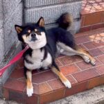 犬が散歩中に『豪邸』を見つけると…まさかの行動が面白過ぎると126万再生「豪邸の犬になりきるの草」「うちにも来てほしい」爆笑と羨望の声(ブログ)