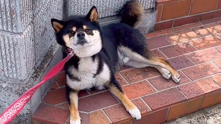 犬が散歩中に『豪邸』を見つけると…まさかの行動が面白過ぎると126万再生「豪邸の犬になりきるの草」「うちにも来てほしい」爆笑と羨望の声(ブログ)