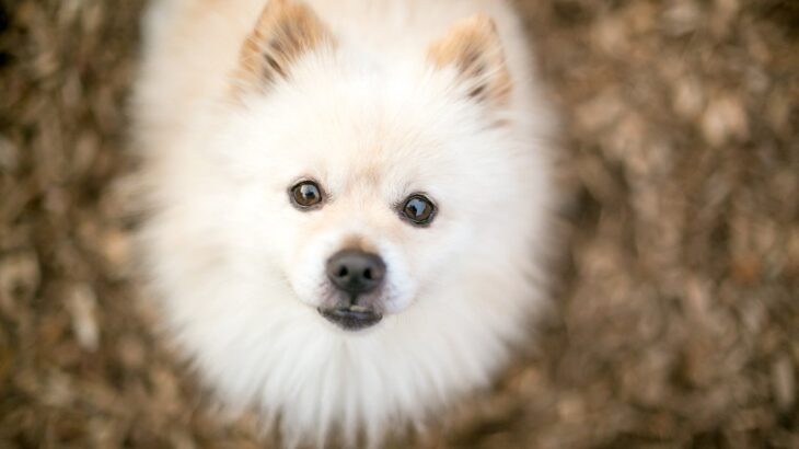 犬は飼い主の顔を認識してるの？どうやって判断してる？他人との見分け方は？(ブログ)