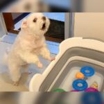 犬の『大切なおもちゃ』を丸洗いした結果…まさかの『猛抗議』が面白過ぎると5万再生「めっちゃキレてて草」「ご立腹で可愛いｗ」と爆笑(ブログ)