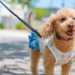 犬を日中に散歩させるのが危険なのは何月から？暑い日の外出のリスクとは(ブログ)