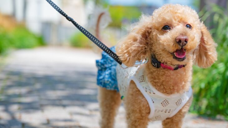 犬を日中に散歩させるのが危険なのは何月から？暑い日の外出のリスクとは(ブログ)