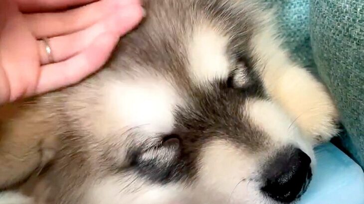 『大型犬の赤ちゃん』を寝かしつけたら…破壊力抜群の『寝顔』に1万8000いいね集まる「保冷剤の上で寝るの可愛すぎる」と悶絶の声(ブログ)