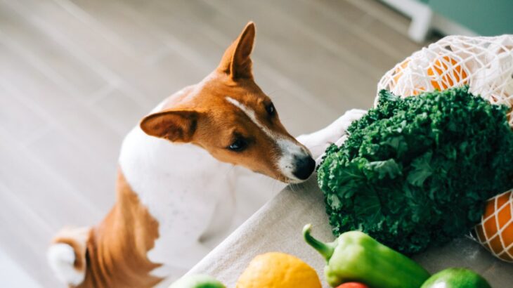 犬に与えてはいけない『夏野菜』5選　絶対NGな理由や誤食したときの危険な症状まで(ブログ)