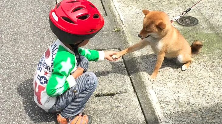 どんな犬にも好かれる男の子の『10年後』…愛が溢れる光景に107万再生の反響「優しい人ってわかってる」「犬は人を選ぶって言うもんね」(ブログ)