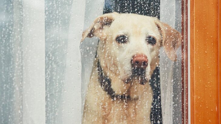 愛犬が『雨の日の散歩』を嫌がる4つの理由　苦手意識を克服するためにできることはある？(ブログ)