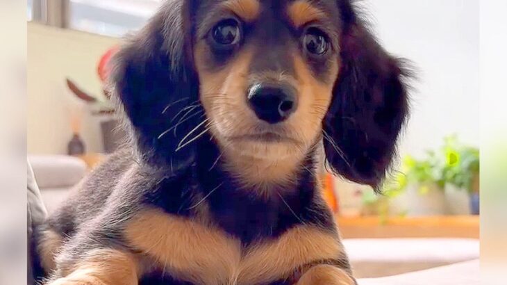 『あたちは行けないの…？』赤ちゃん犬が寂しがっていたら…まさかの『兄犬の優しすぎる対応』が6万再生「キュンとした」「愛に感動」と絶賛(ブログ)