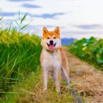 犬の『田舎暮らし・都会暮らし』4つの違いとは？移住する際に押さえておきたいポイントまで(ブログ)